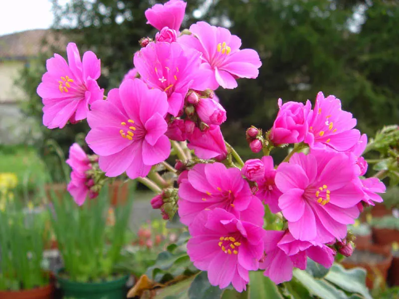 Cliff-Maids (Lewisia Cotyledon) — Ensure your clients are informed about the importance of good drainage for the longevity of the plant