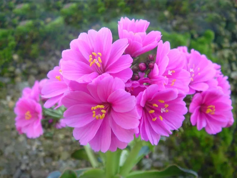 Cliff-Maids (Lewisia Cotyledon) — From late spring to early summer