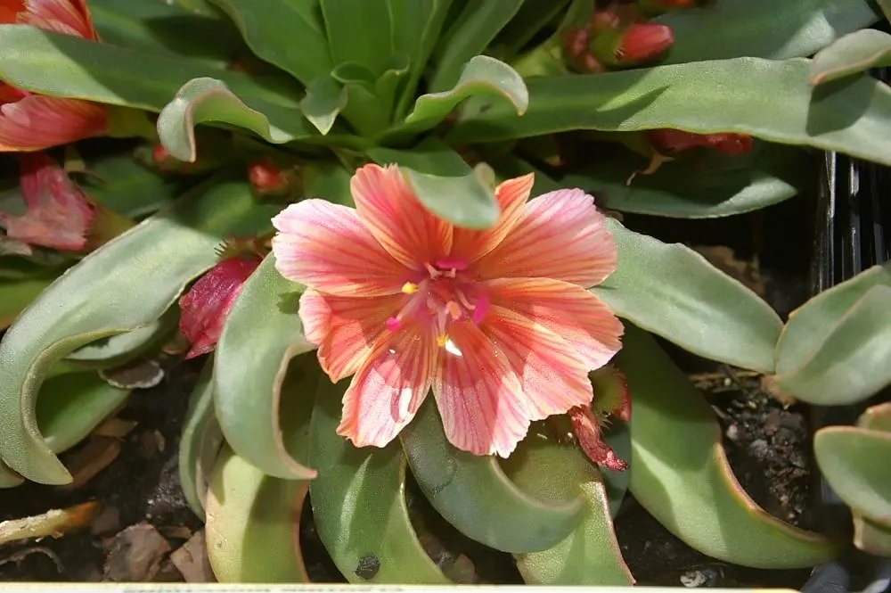 Cliff-Maids (Lewisia Cotyledon) — creating a focal point that is both eye-catching and low maintenance