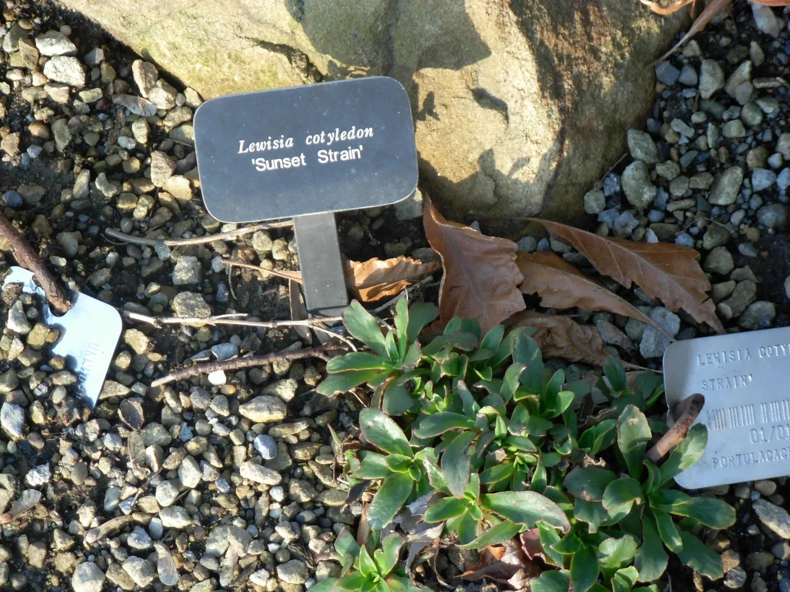 Cliff-Maids (Lewisia Cotyledon) — along with its drought tolerance once established