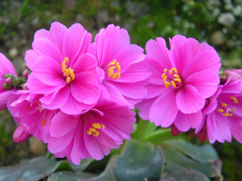 Cliff-Maids (Lewisia Cotyledon) — evergreen leaves that can reach up to 2 inches long; this plant is renowned for its rosette of fleshy