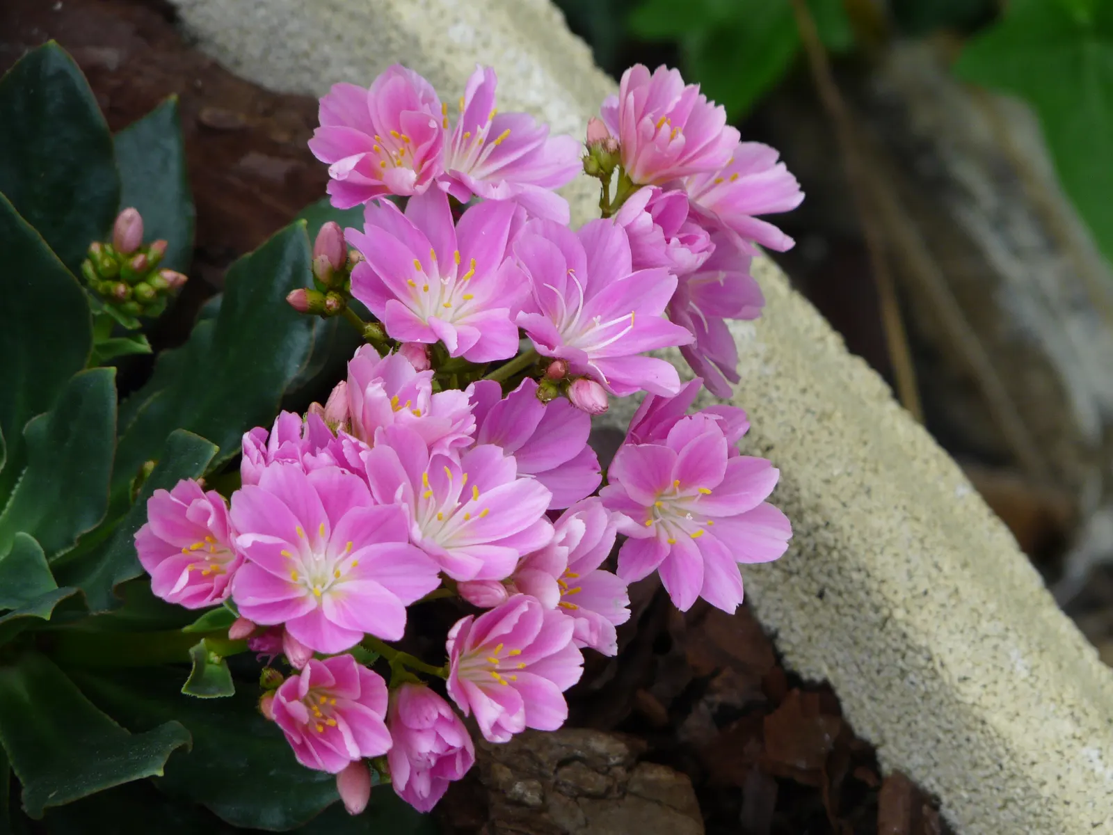 Cliff-Maids (Lewisia Cotyledon) — From late spring to early summer; or as an accent in a desert-themed landscape