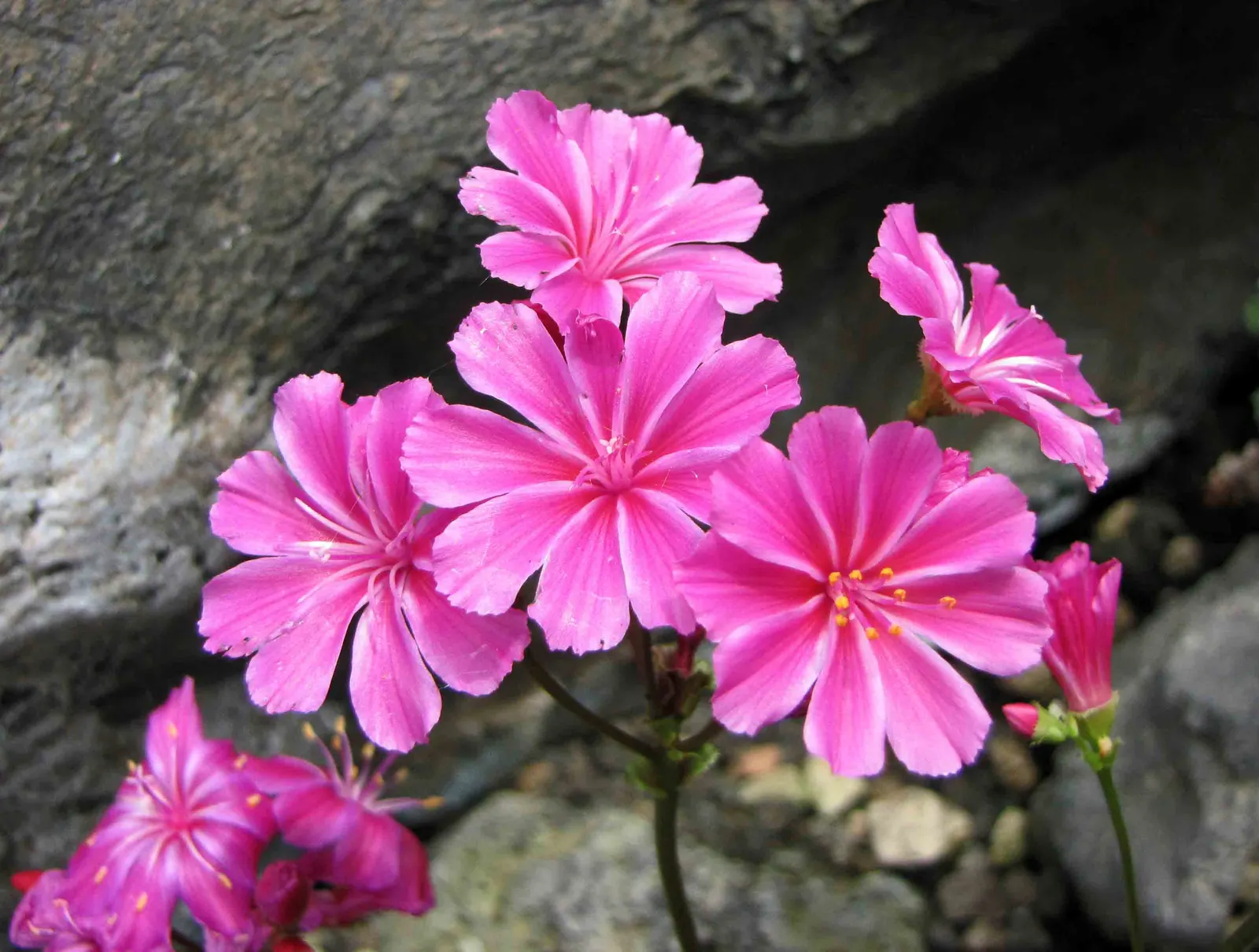 Cliff-Maids (Lewisia Cotyledon) — Excellent drainage is crucial to prevent root rot; each flower measures about 1 inch across