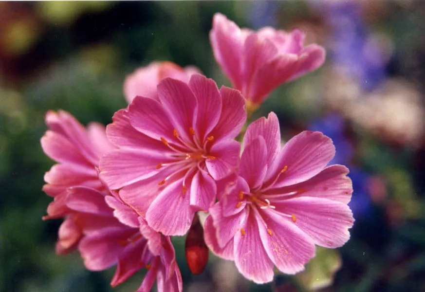Cliff-Maids (Lewisia Cotyledon) — Native to western North America, it flourishes in rock gardens with well-draining soil