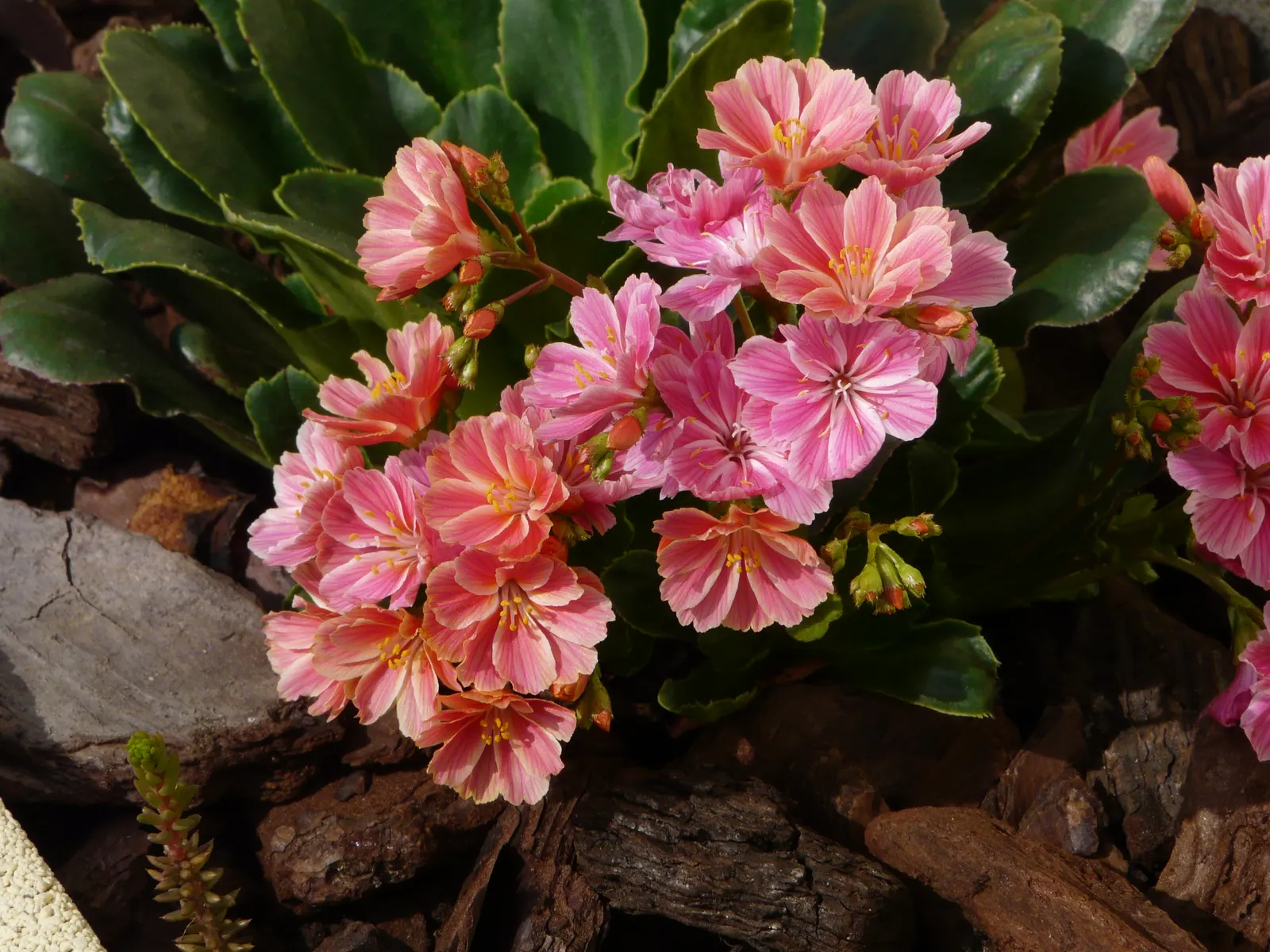 Cliff-Maids (Lewisia Cotyledon) — Lewisia cotyledon, known as Cliff-Maids, is a striking succulent perennial boasting evergreen rosettes; vivid flowers in a