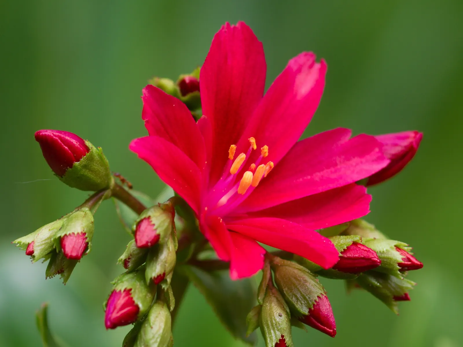 Cliff-Maids (Lewisia Cotyledon) — Vivid flowers in a spectrum of colors appear in late spring to early summer; perennial with multi-colored and orange and pink