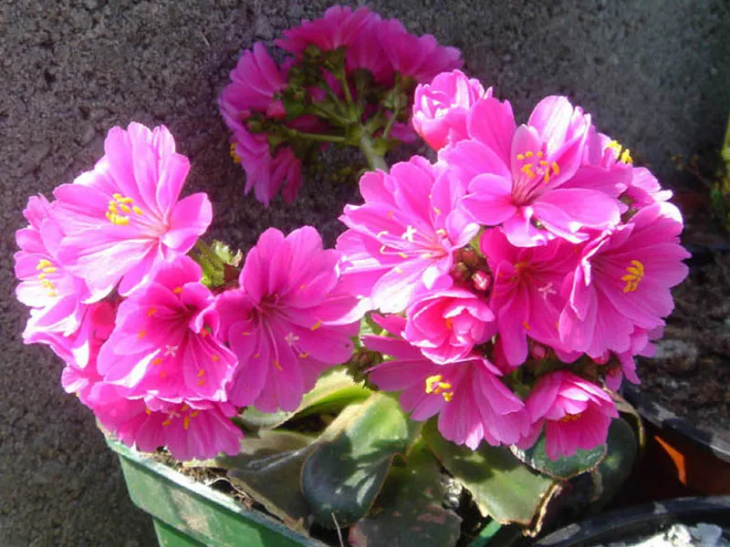 Cliff-Maids (Lewisia Cotyledon) — Lewisia cotyledon is ideal for rock gardens; excellent drainage is crucial to prevent root rot