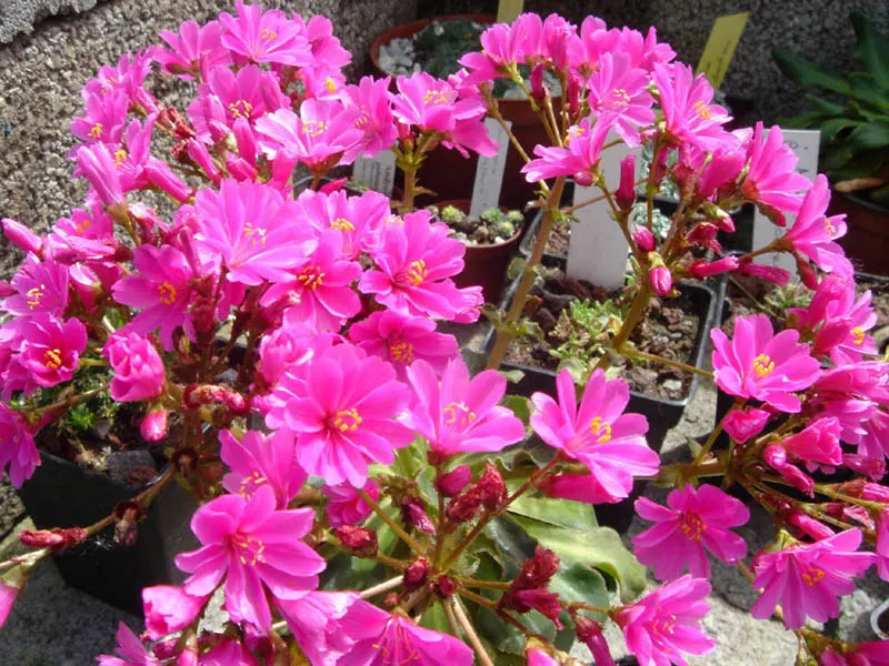 Cliff-Maids (Lewisia Cotyledon) — Excellent drainage is crucial to prevent root rot