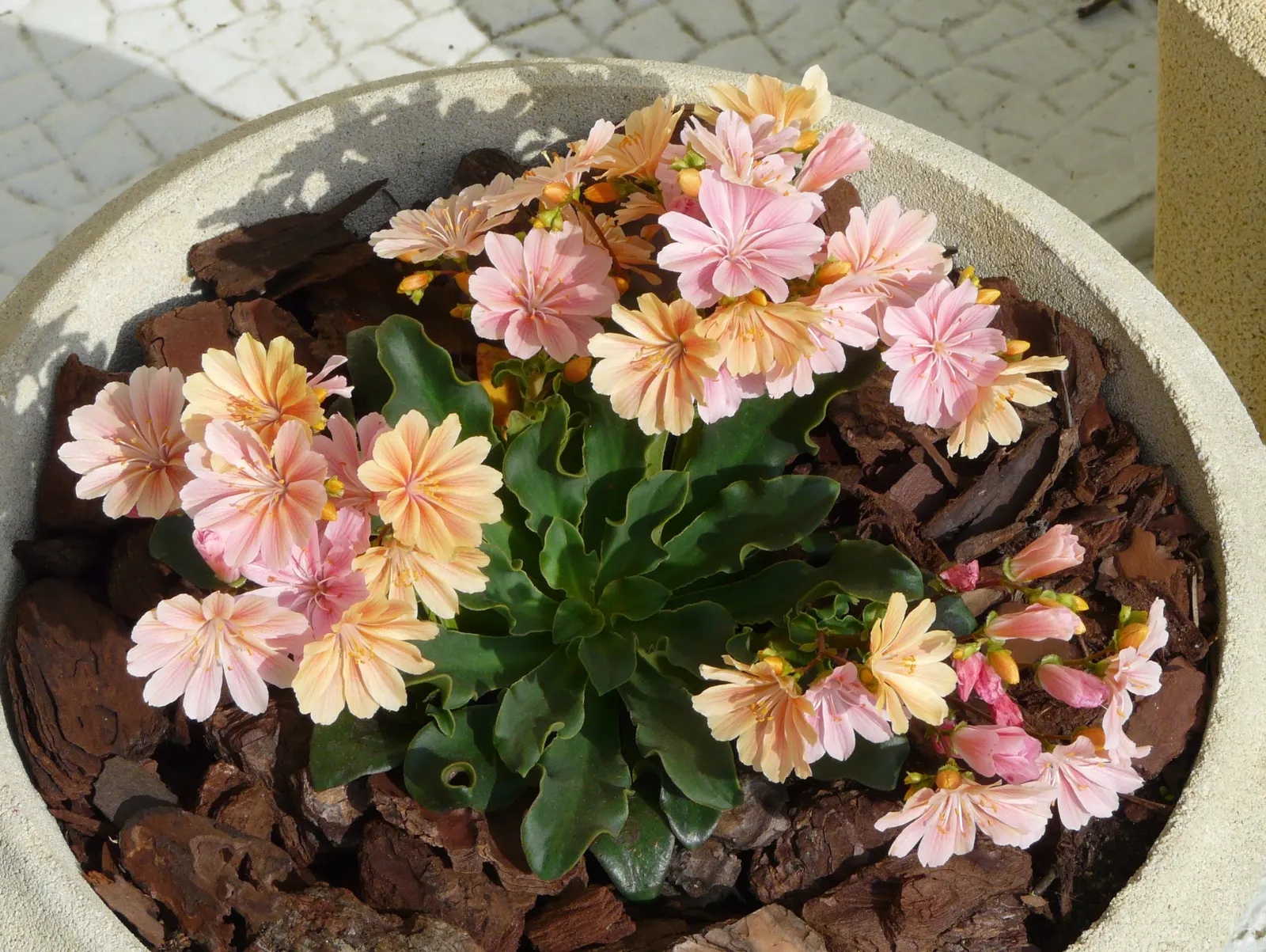 Cliff-Maids (Lewisia Cotyledon) — This plant is renowned for its rosette of fleshy; lewisia cotyledon, known as Cliff-Maids, is a striking succulent perennial