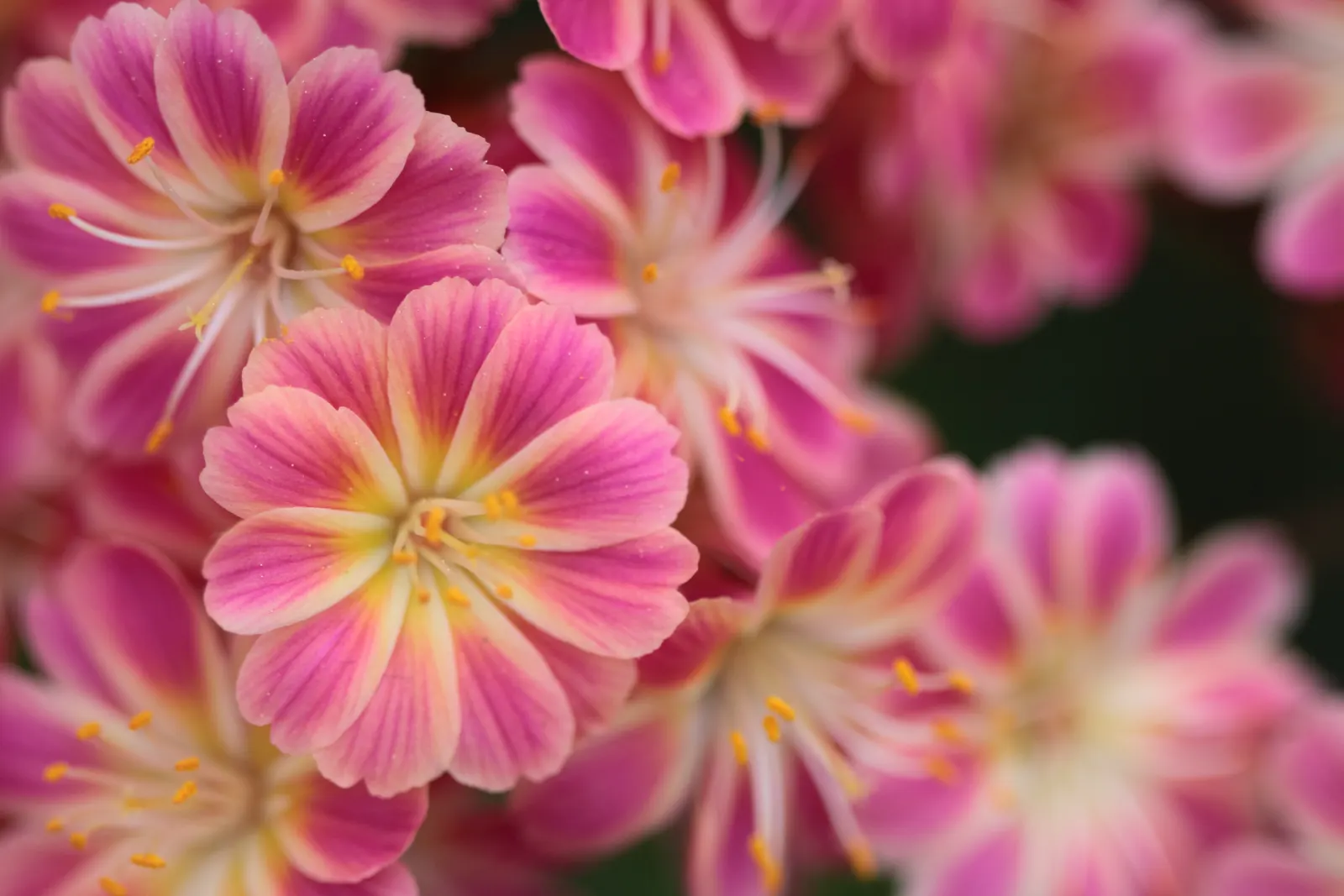 Cliff-Maids (Lewisia Cotyledon) — Vivid flowers in a spectrum of colors appear in late spring to early summer