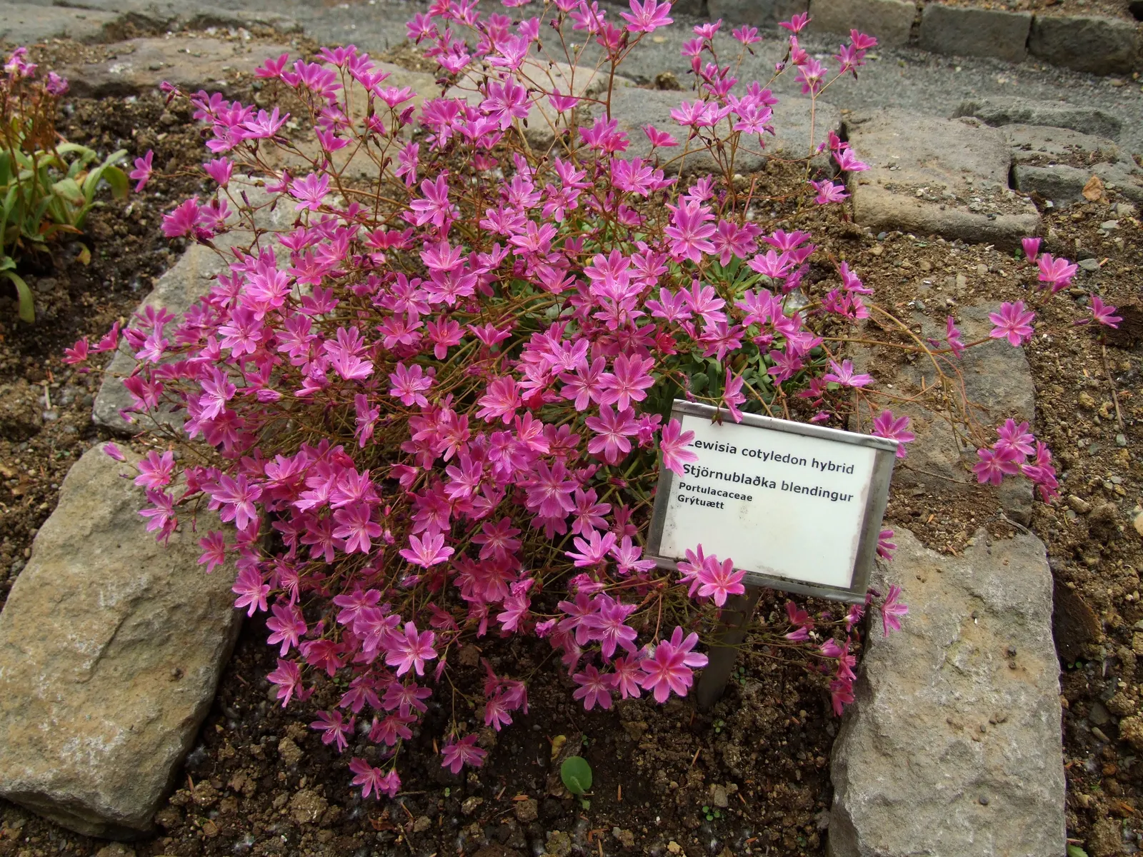 Cliff-Maids (Lewisia Cotyledon) — or as an accent in a desert-themed landscape; multi-colored and orange and pink and red and violet and yellow flowers in the