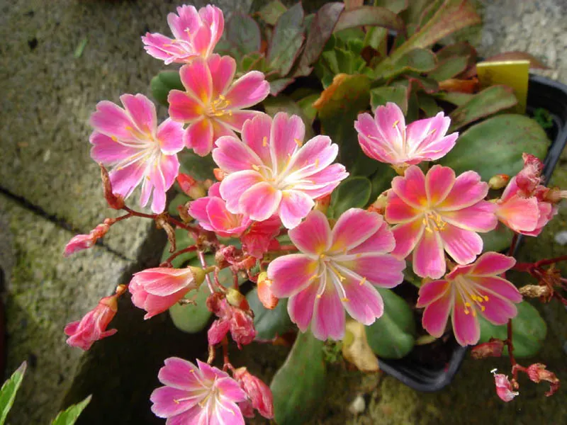 Cliff-Maids (Lewisia Cotyledon) — multi-colored and orange and pink and red and violet and yellow flowers in the garden