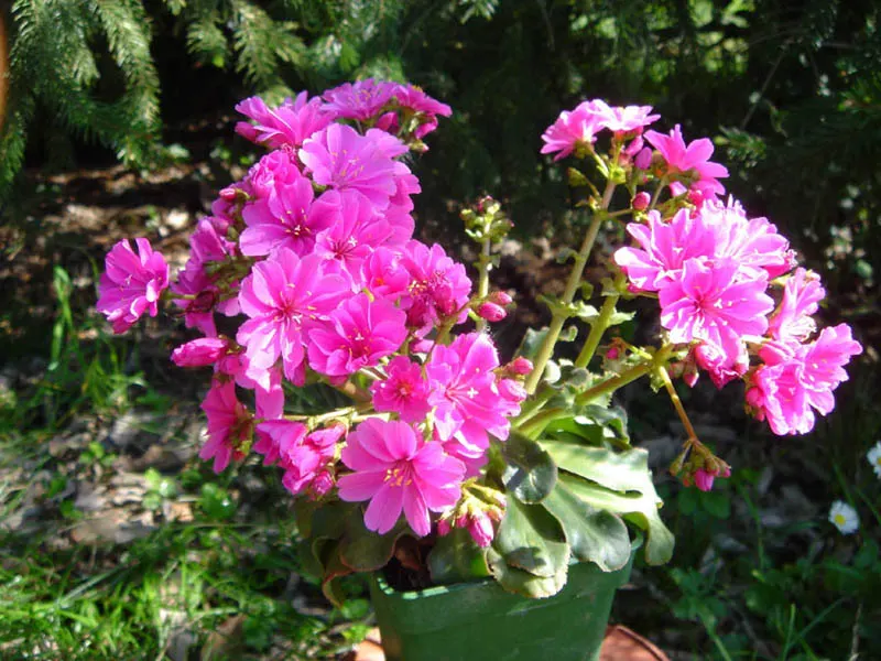 Cliff-Maids (Lewisia Cotyledon) — commonly known as Cliff-Maids or Siskiyou Lewisia; showcasing delicate petals that form a distinct star