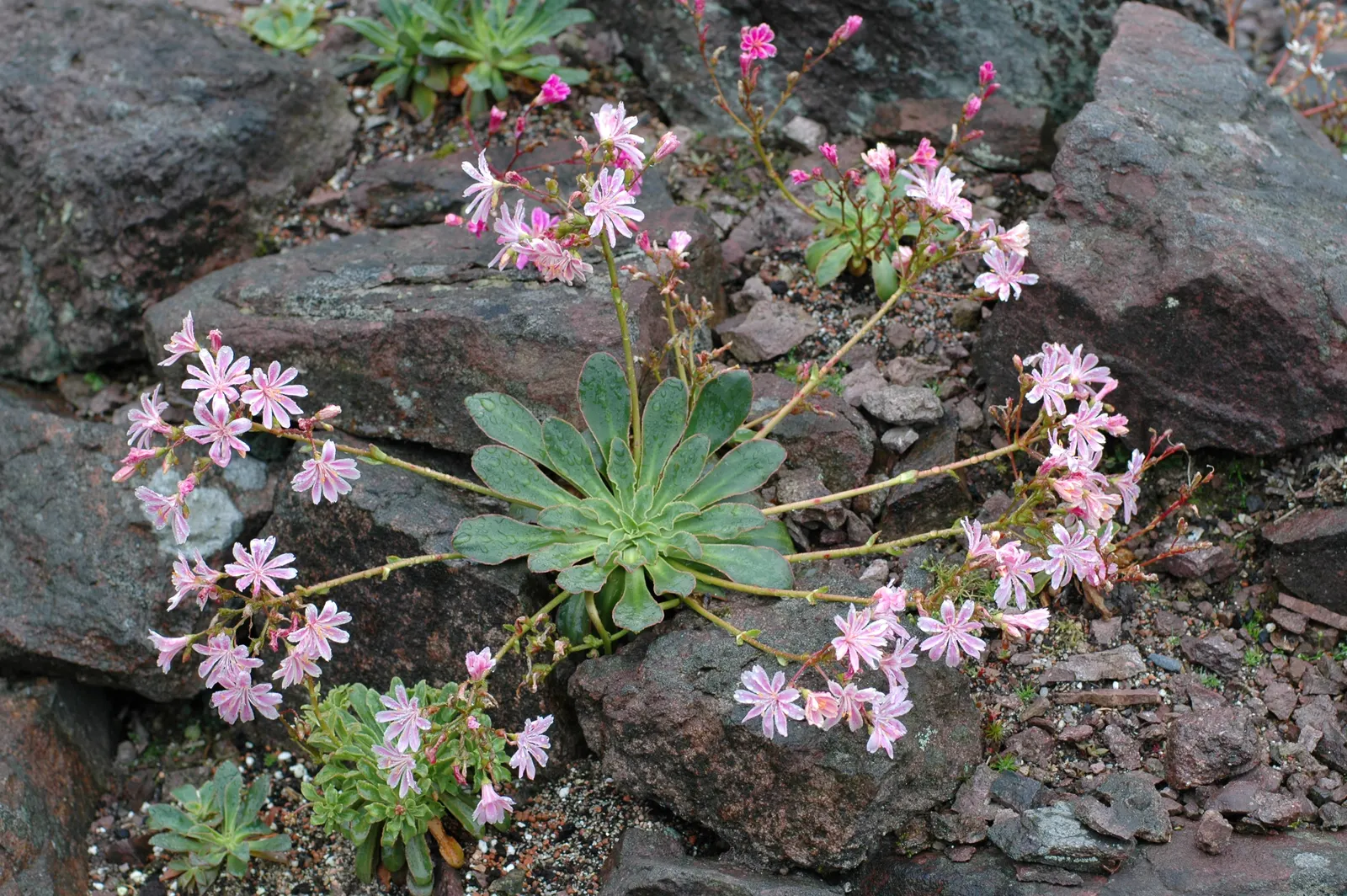 Cliff-Maids (Lewisia Cotyledon) — showcasing delicate petals that form a distinct star pattern.<br><br>Preferring well-drained