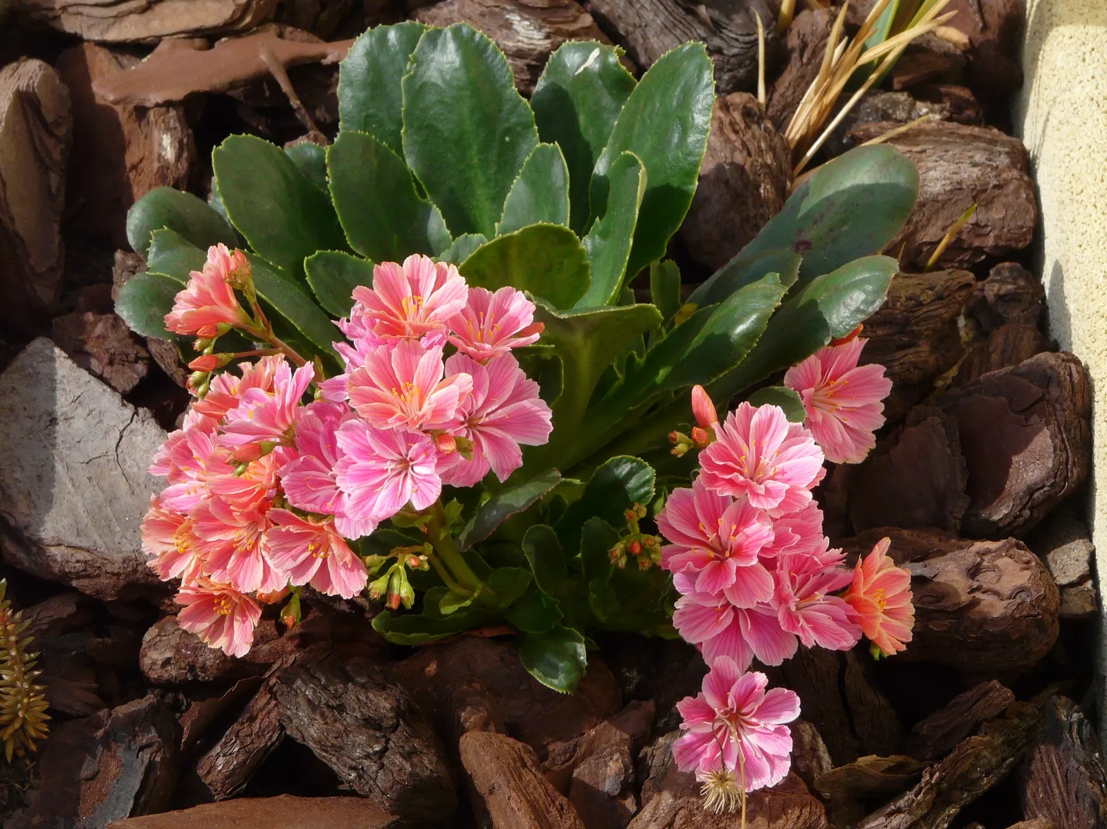 Cliff-Maids (Lewisia Cotyledon) — showcasing delicate petals that form a distinct star pattern.<br><br>Preferring well-drained; from late spring to early summer