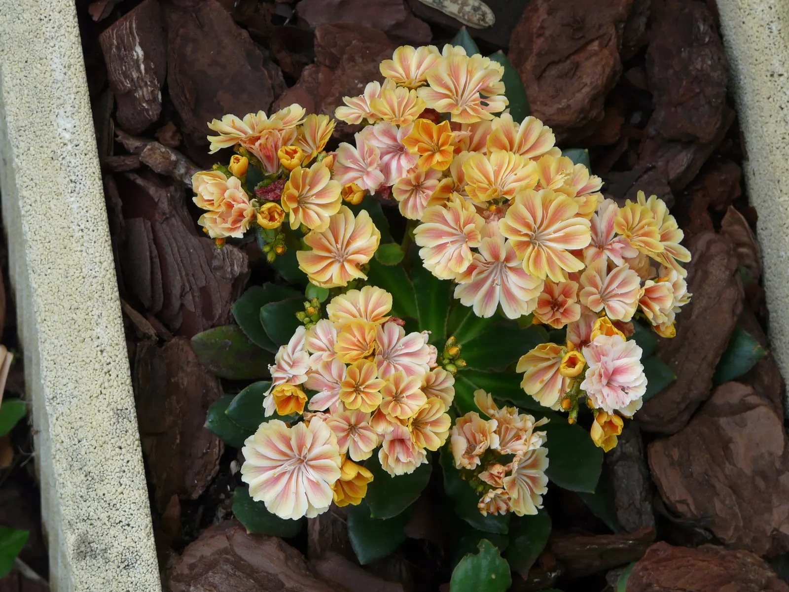 Cliff-Maids (Lewisia Cotyledon) — and they will enjoy the stunning floral display each year