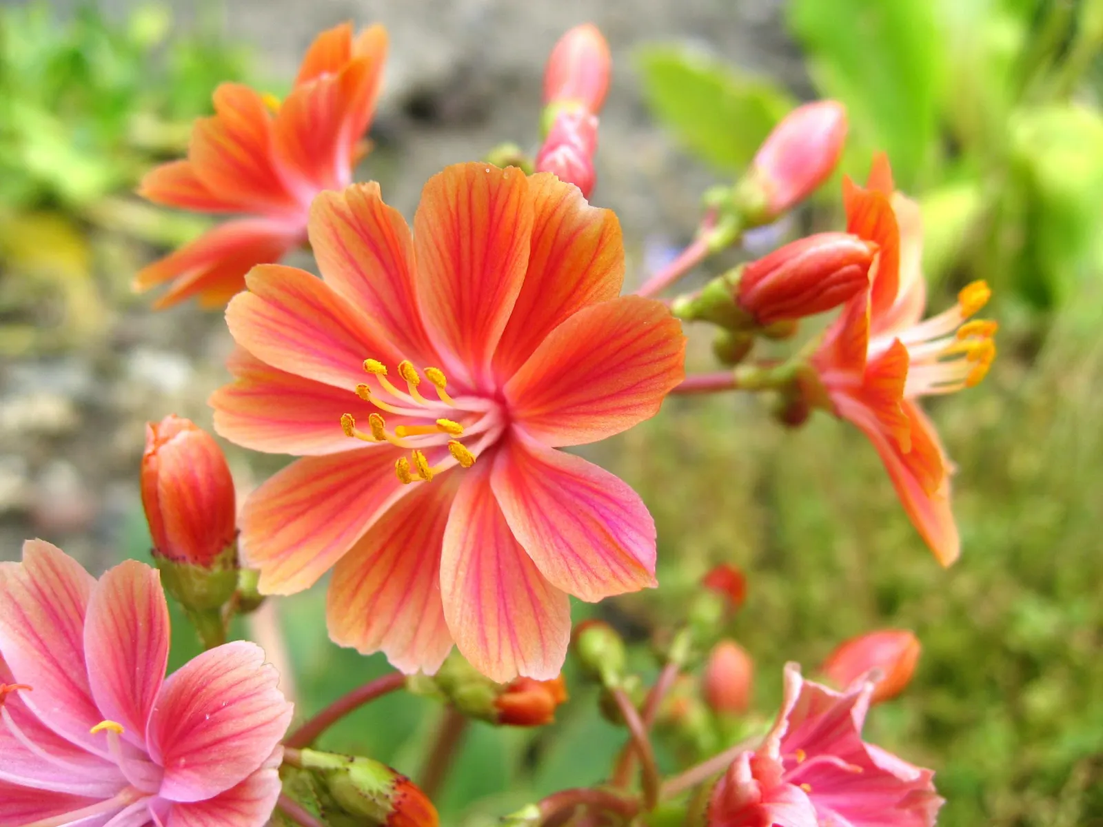 Cliff-Maids (Lewisia Cotyledon) — It relishes full sun to light shade and requires moderate water, particularly during its growing season