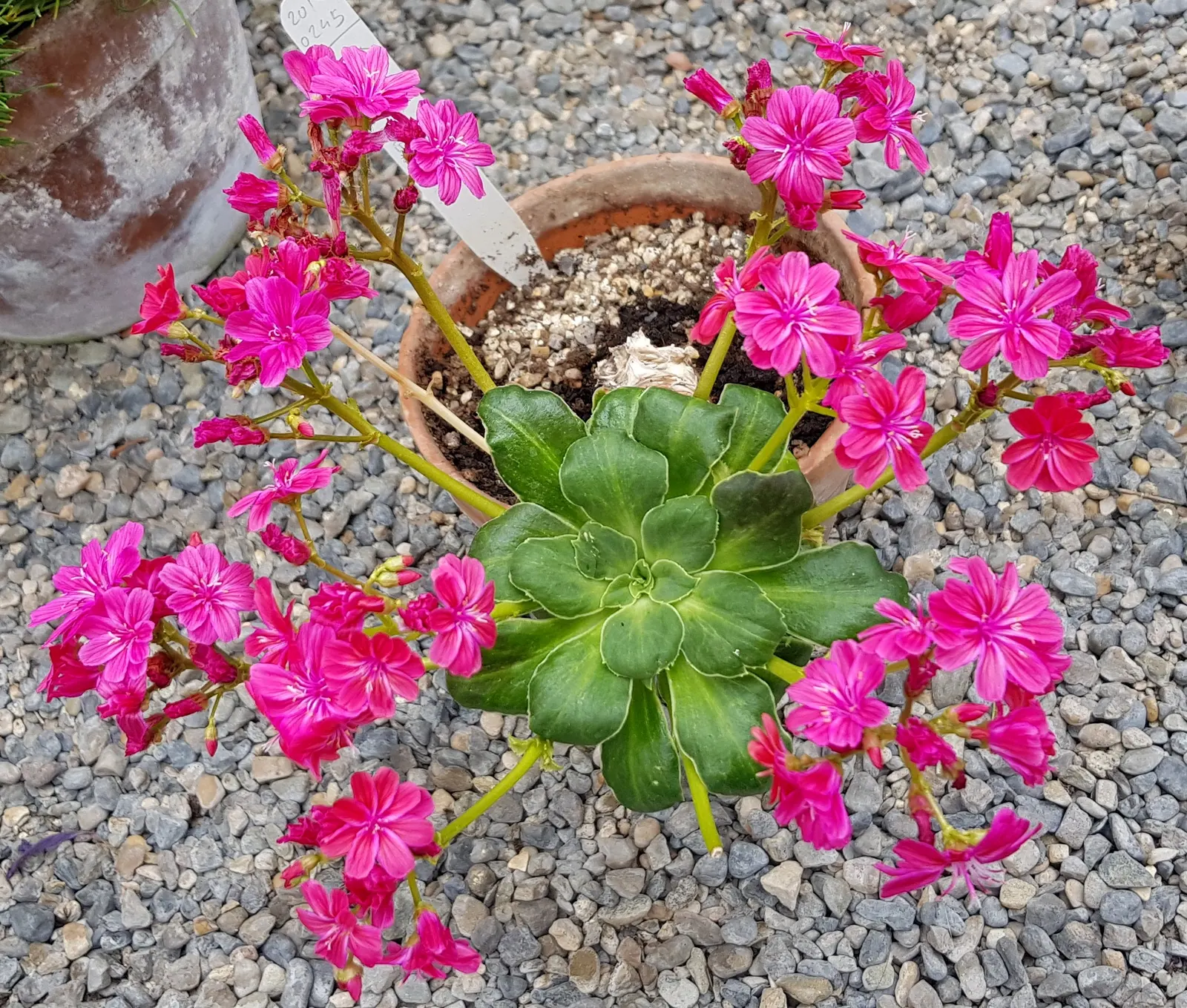 Cliff-Maids (Lewisia Cotyledon) — enduring temperatures down to -20 degrees Fahrenheit