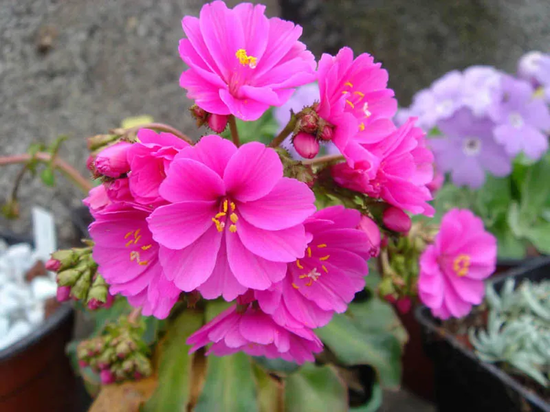 Cliff-Maids (Lewisia Cotyledon) — Lewisia cotyledon, known as Cliff-Maids, is a striking succulent perennial boasting evergreen rosettes
