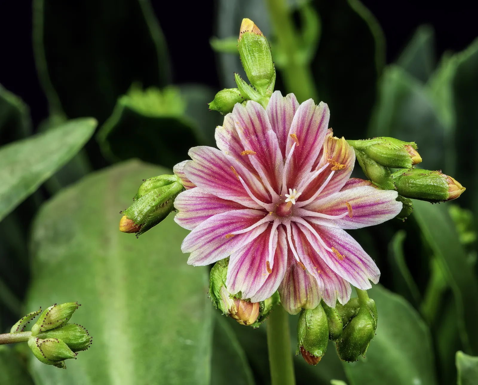 Cliff-Maids (Lewisia Cotyledon) — the plant flaunts a stunning array of flowers in hues of pink
