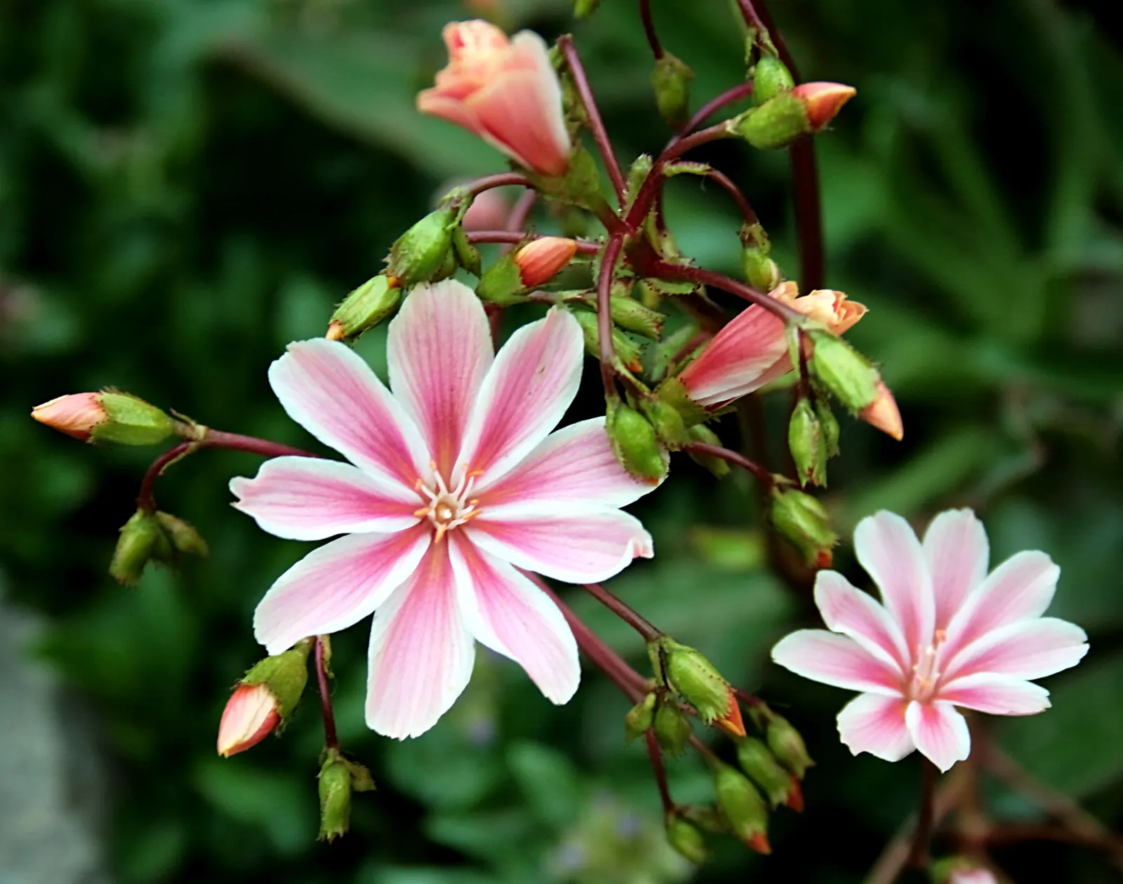 Cliff-Maids (Lewisia Cotyledon) — With proper care, it reaches 8 to 12 inches in height and spreads up to 12 inches