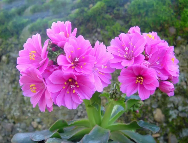Cliff-Maids (Lewisia Cotyledon) — Lewisia cotyledon is ideal for rock gardens