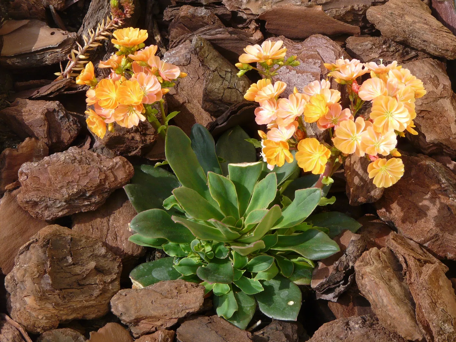 Cliff-Maids (Lewisia Cotyledon) — makes it a versatile choice for various garden zones