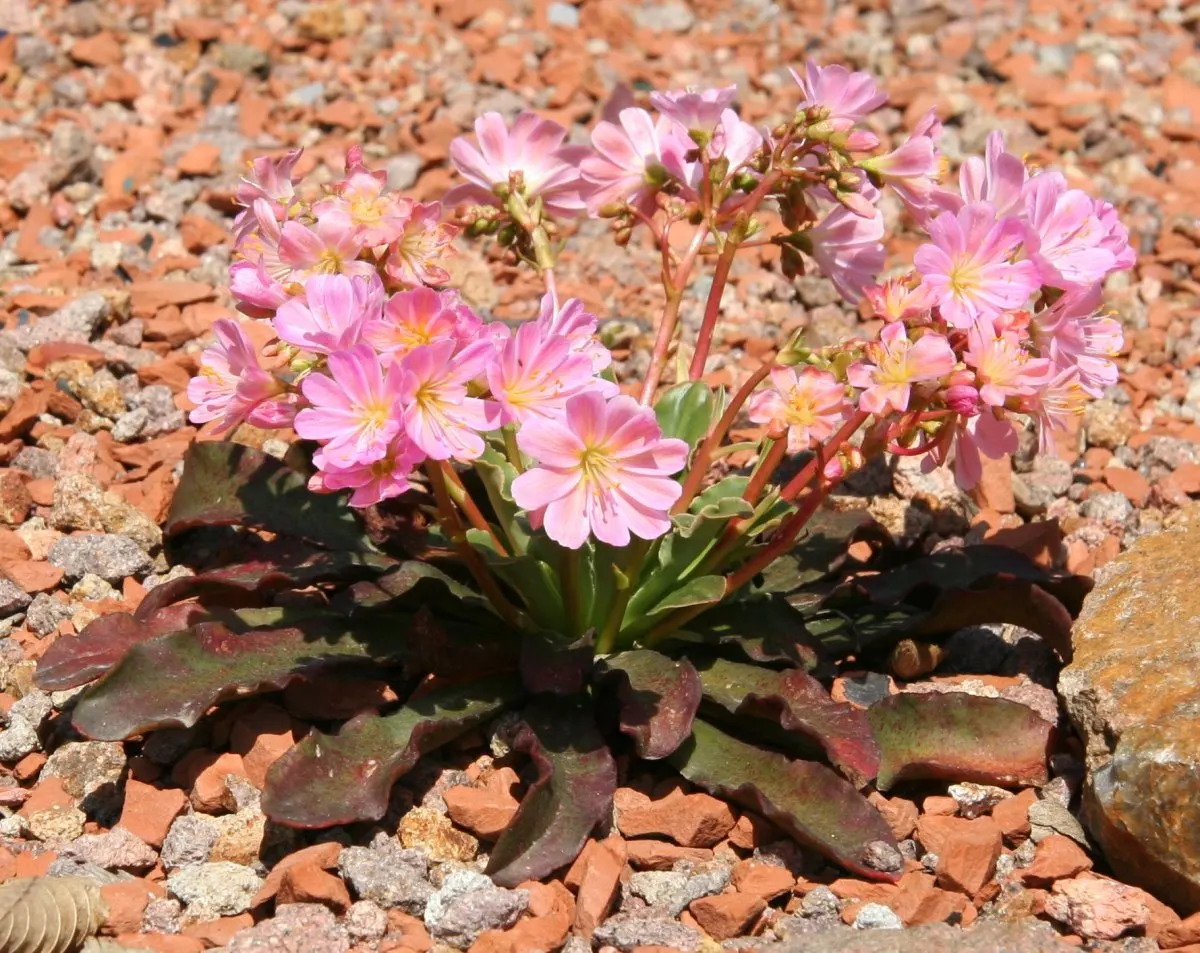 Cliff-Maids (Lewisia Cotyledon) — commonly known as Cliff-Maids or Siskiyou Lewisia