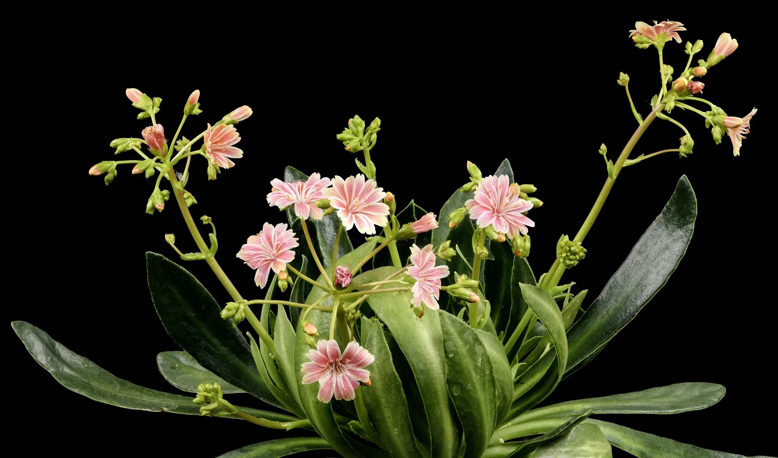 Cliff-Maids (Lewisia Cotyledon) — evergreen leaves that can reach up to 2 inches long