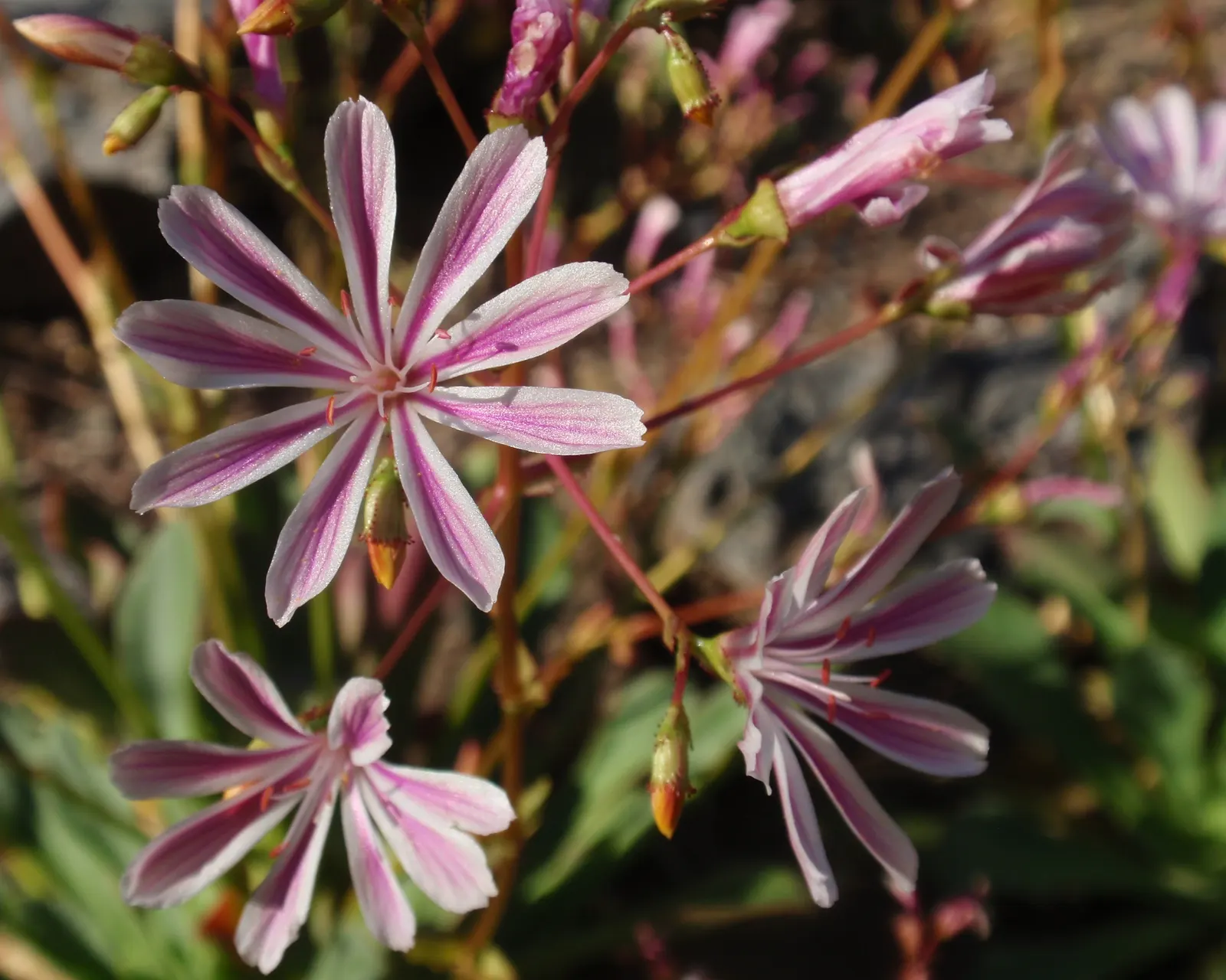 Cliff-Maids (Lewisia Cotyledon) — Each flower measures about 1 inch across