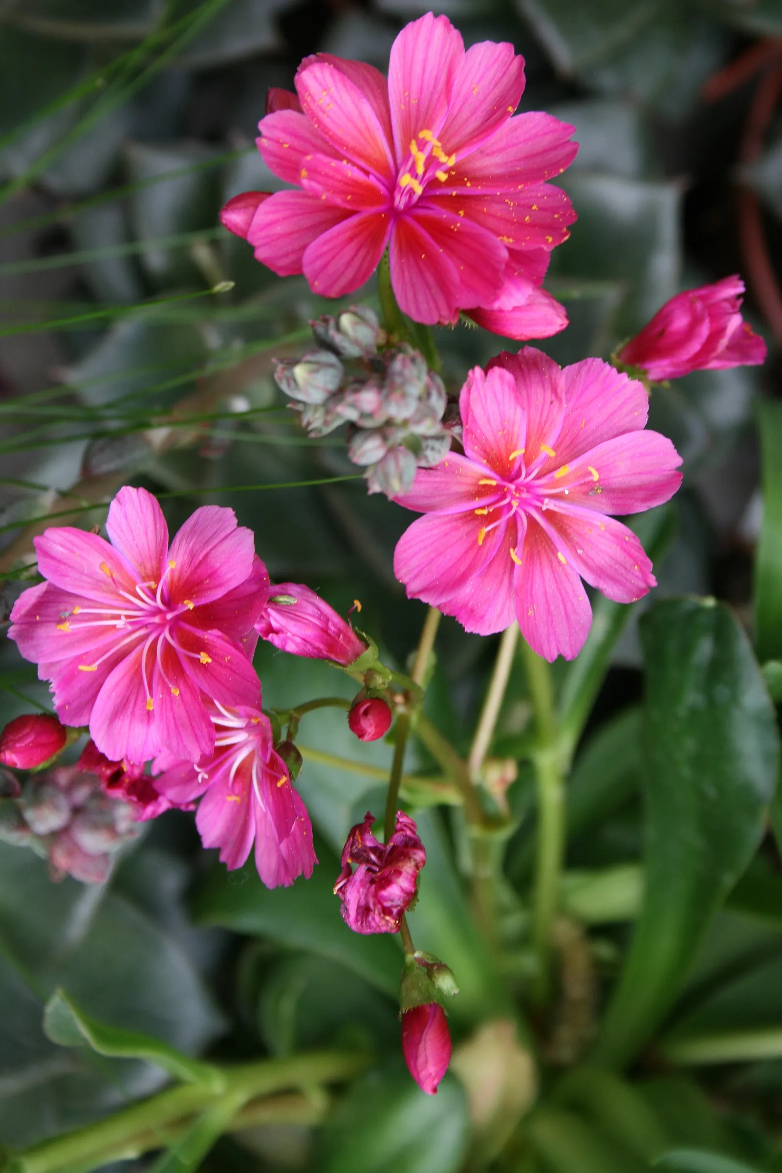 Cliff-Maids (Lewisia Cotyledon) — Native to western North America, it flourishes in rock gardens with well-draining soil; the plant flaunts a stunning array of