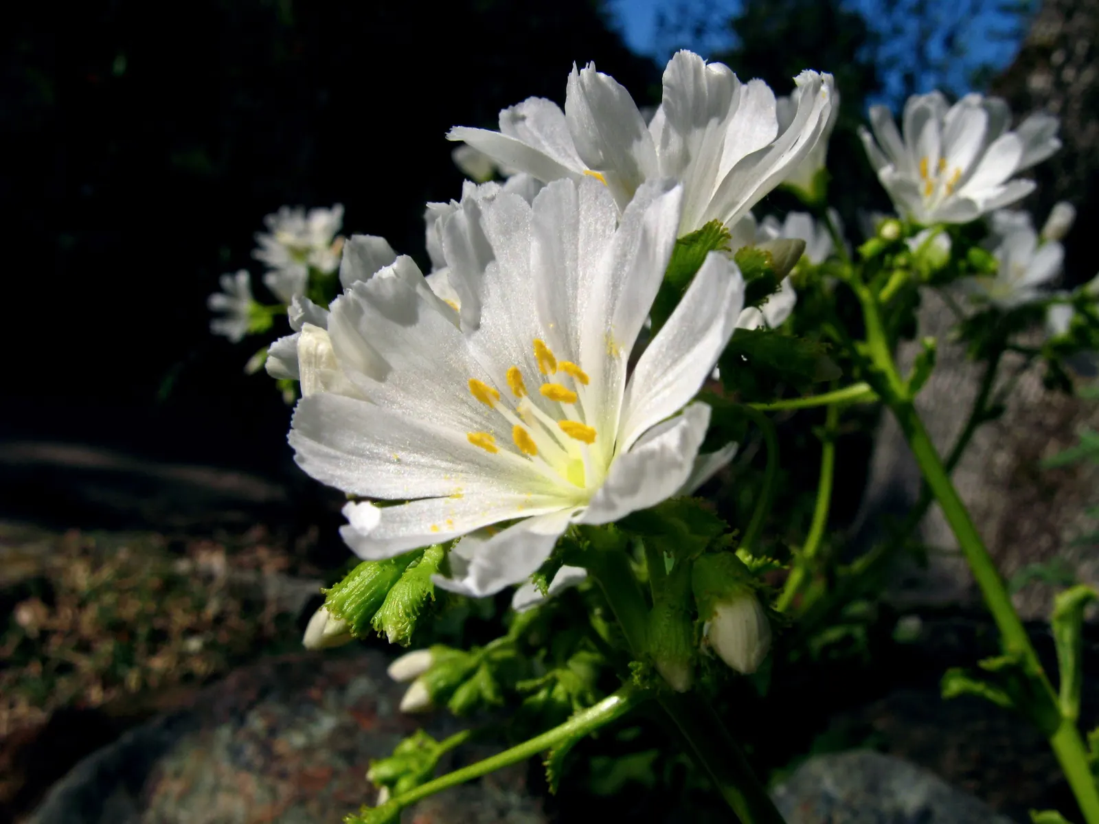 Cliff-Maids (Lewisia Cotyledon) — or as an accent in a desert-themed landscape