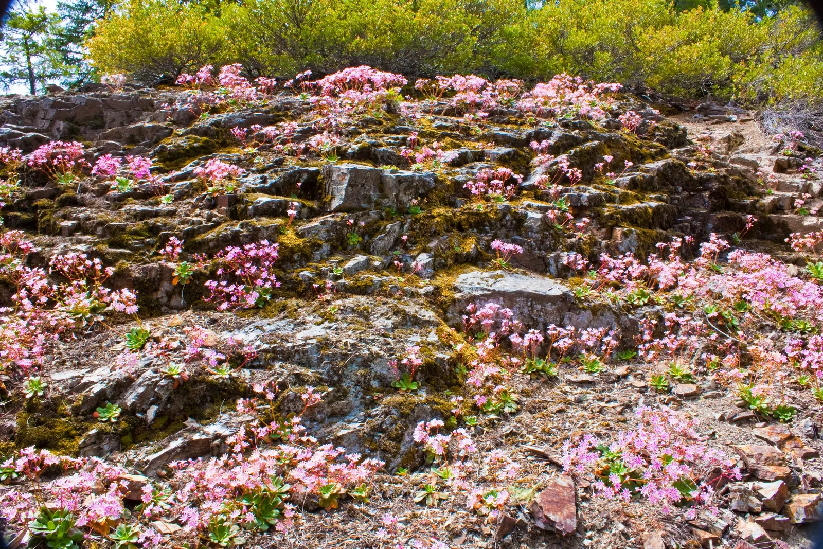 Cliff-Maids (Lewisia Cotyledon) — It relishes full sun to light shade and requires moderate water, particularly during its growing season; requires full to