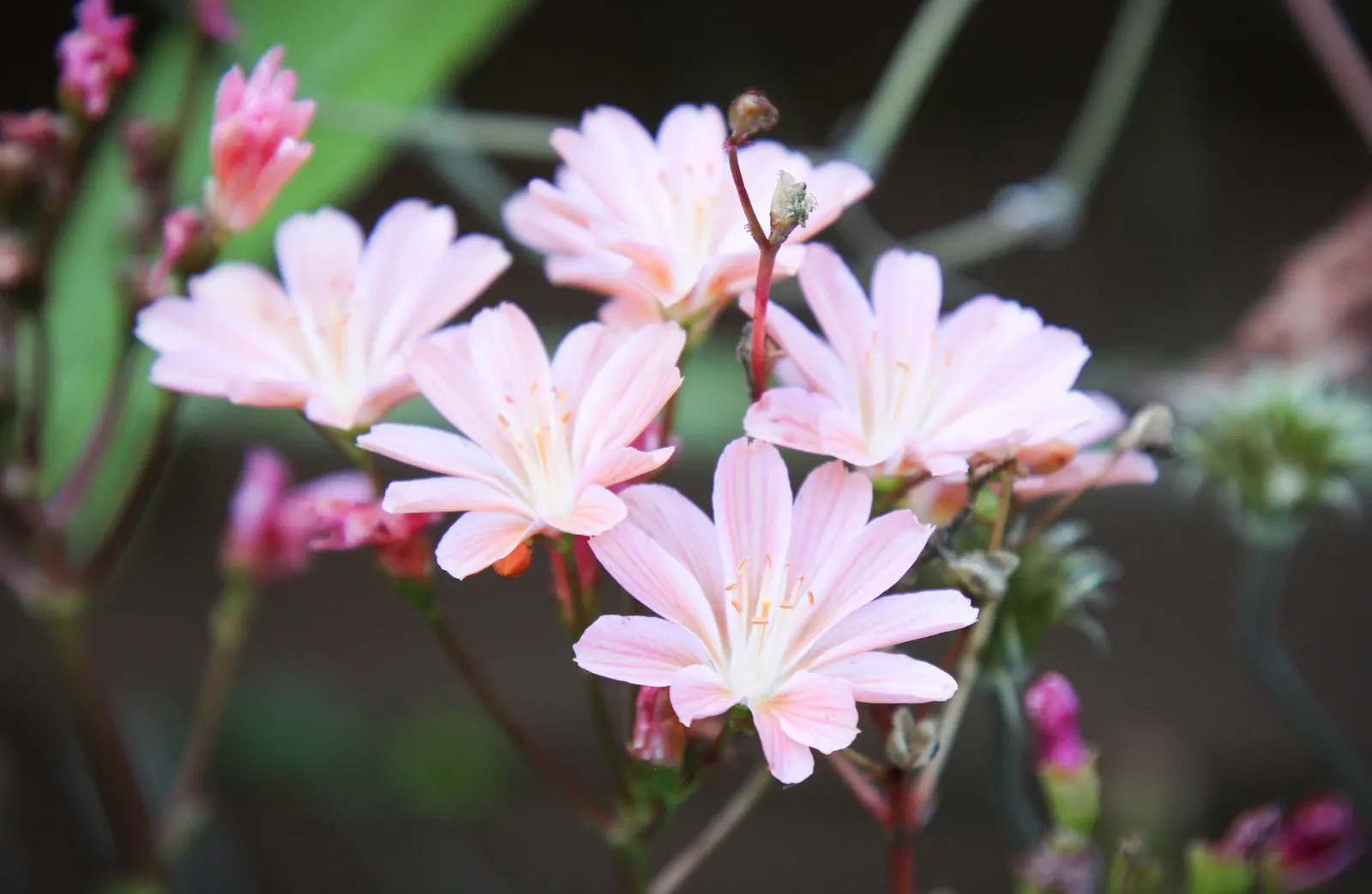 Cliff-Maids (Lewisia Cotyledon) — Each flower measures about 1 inch across; with proper care, it reaches 8 to 12 inches in height and spreads up to 12 inches
