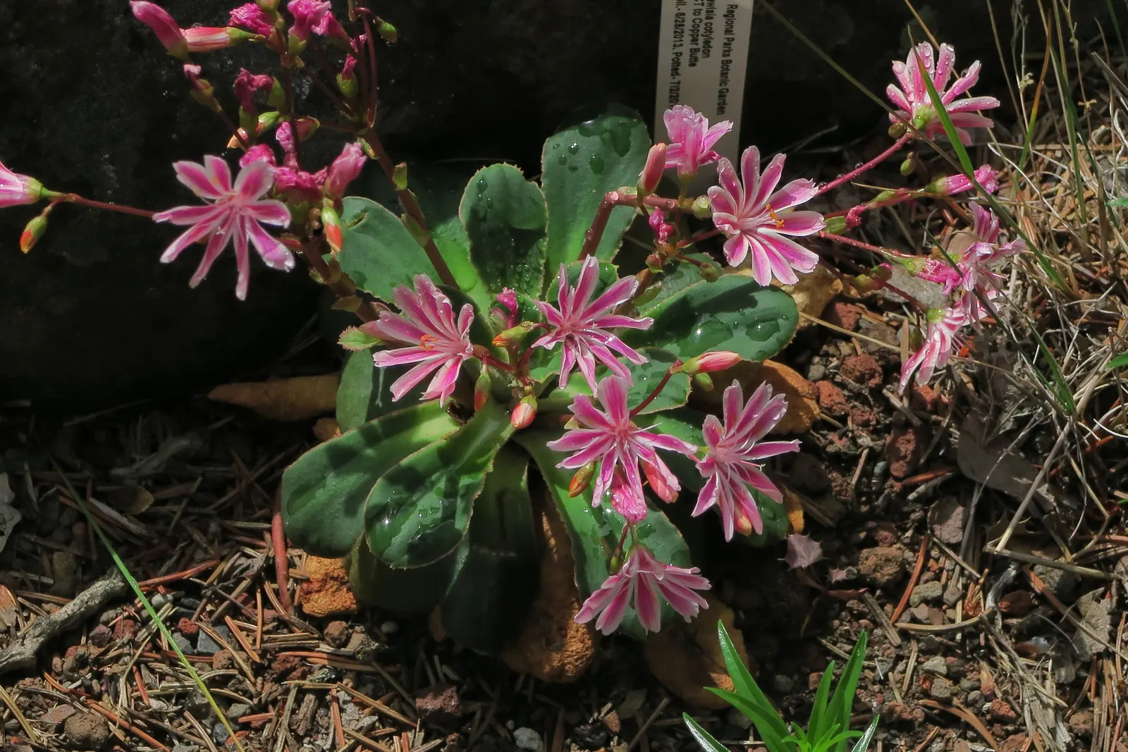 Cliff-Maids (Lewisia Cotyledon) — Requires full to part sun and minimal watering once established