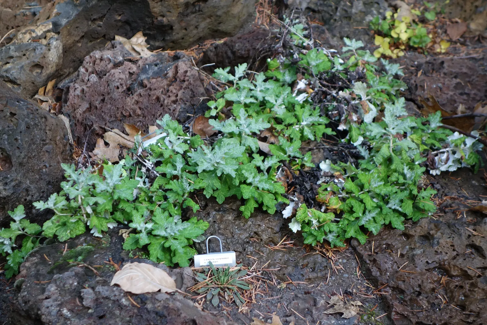 Cliff-Maids (Lewisia Cotyledon) — is a charming and resilient perennial that originates from the mountainous west coast of North America; makes it a versatile