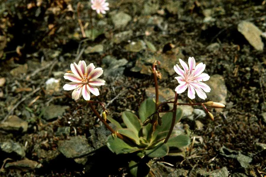 Cliff-Maids (Lewisia Cotyledon) — With proper care, it reaches 8 to 12 inches in height and spreads up to 12 inches; enduring temperatures down to -20 degrees
