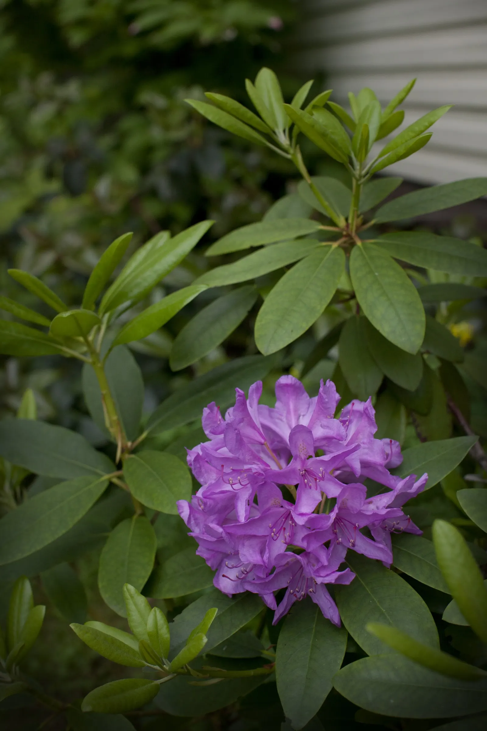 Catawba Rhododendron (Rhododendron Catawbiense) — clustering in globular trusses of 15 to 20; space 4-6 feet apart for landscape design