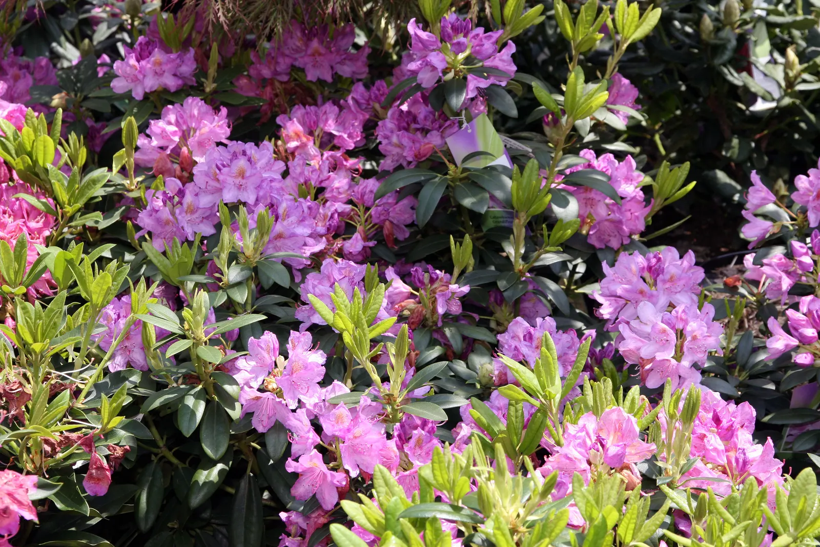 Catawba Rhododendron (Rhododendron Catawbiense) — the Catawba Rhododendron presents a commanding presence; clustering in globular trusses of 15 to 20