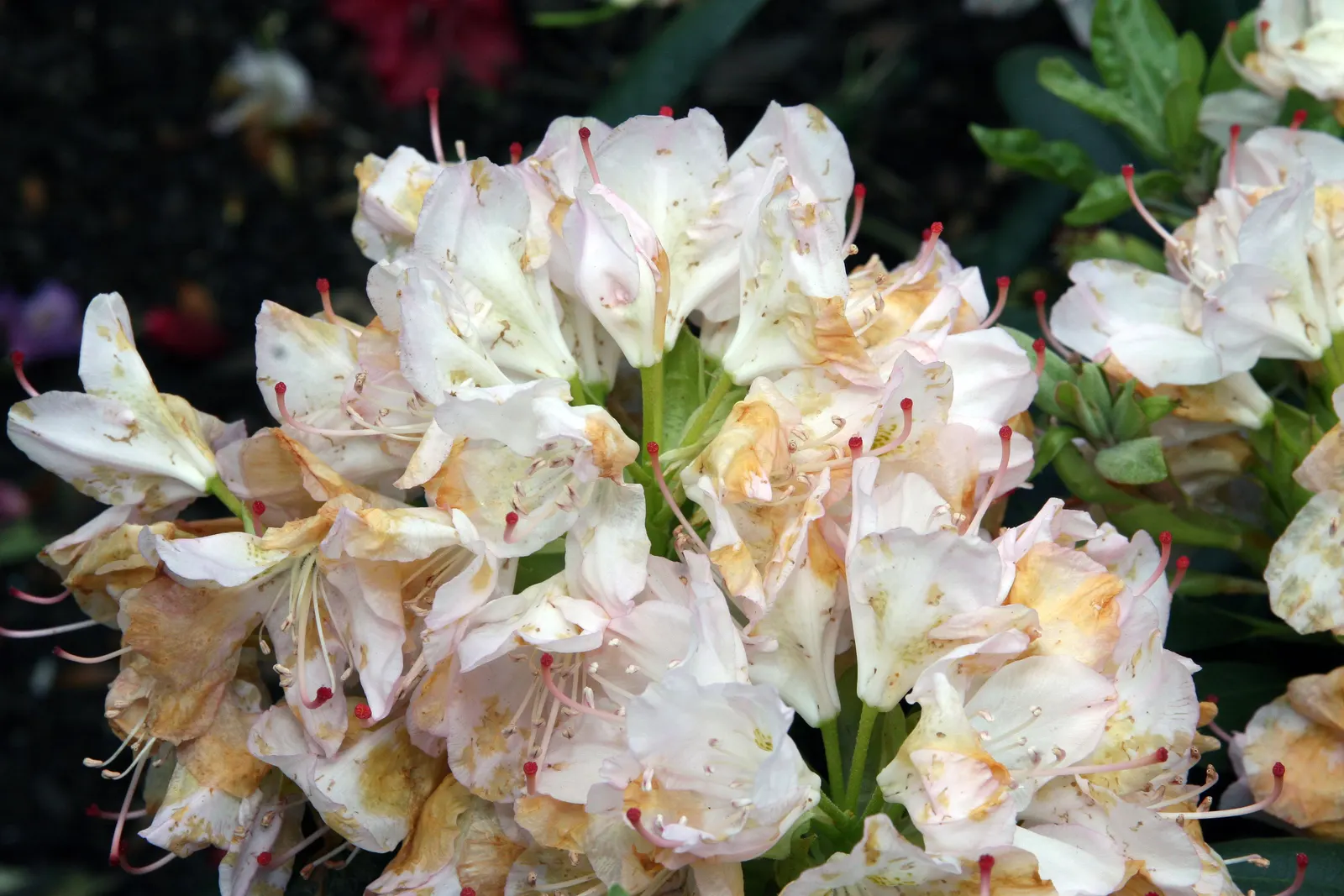 Catawba Rhododendron (Rhododendron Catawbiense) — this species is well-adapted to a variety of conditions