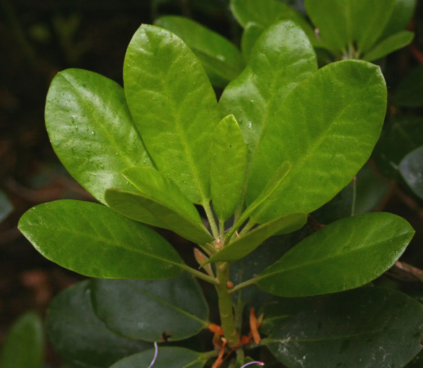 Catawba Rhododendron (Rhododendron Catawbiense) — is an evergreen shrub reaching 6-10 feet in height with a similar spread