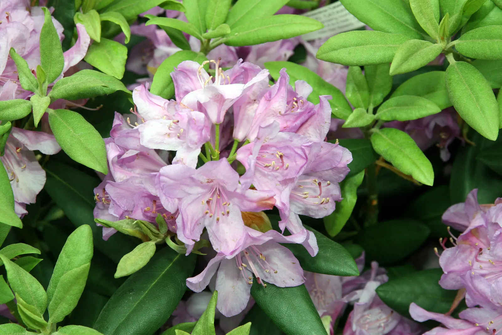 Catawba Rhododendron (Rhododendron Catawbiense) — It's excellent for mass planting and woodland gardens, image 59