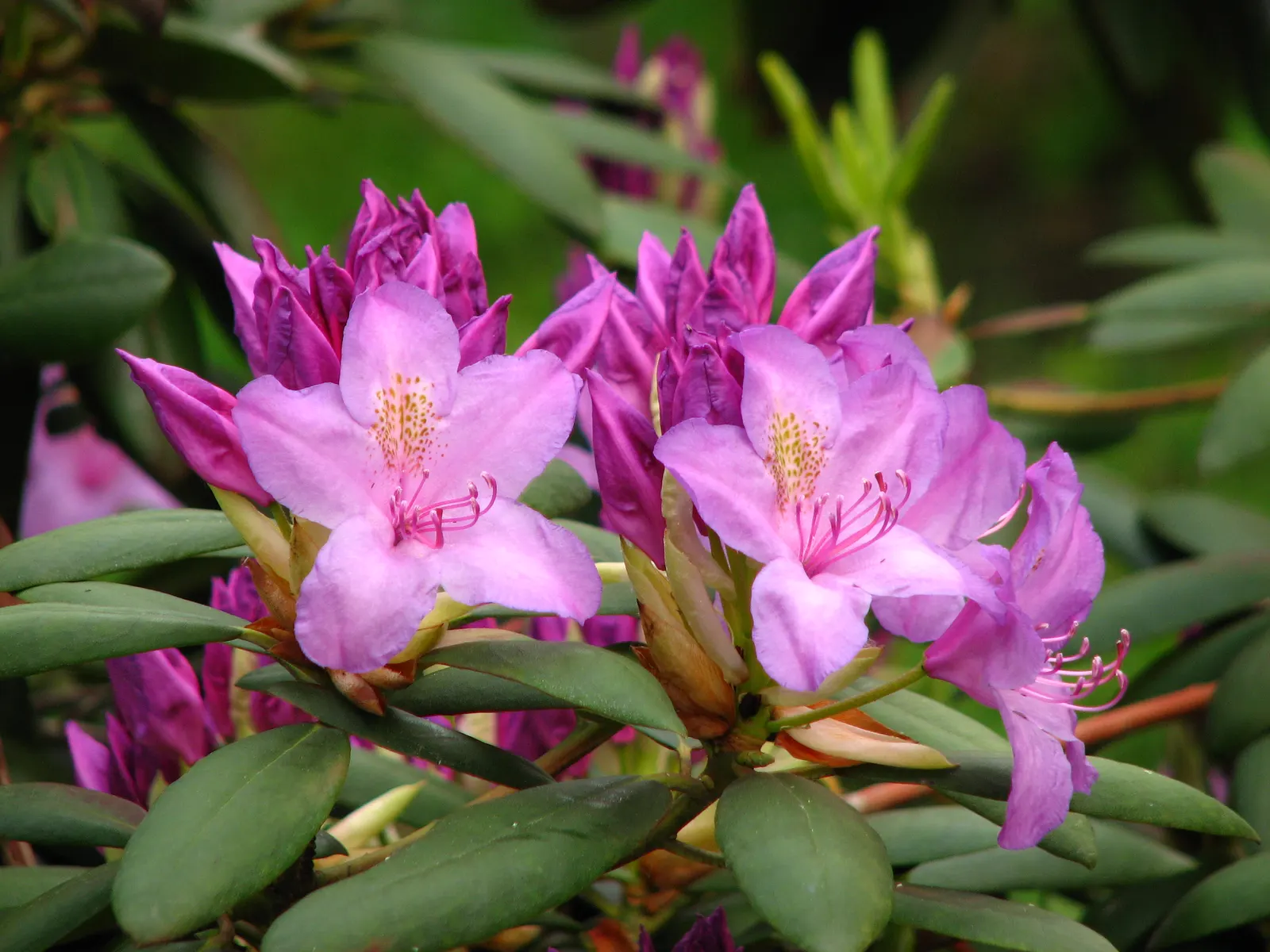 Catawba Rhododendron (Rhododendron Catawbiense) — sometimes with dapples of yellow or brown within the throat.<br><br>Ideal for zones 4 through 8