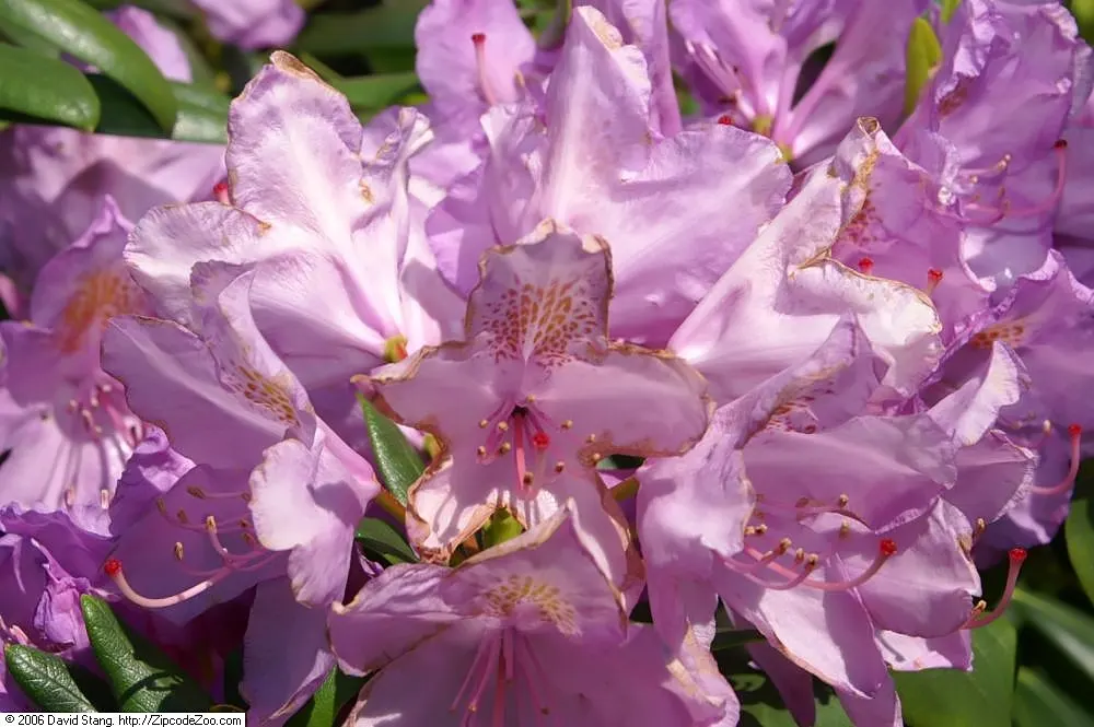 Catawba Rhododendron (Rhododendron Catawbiense) — Space 4-6 feet apart for landscape design; when designing your landscape