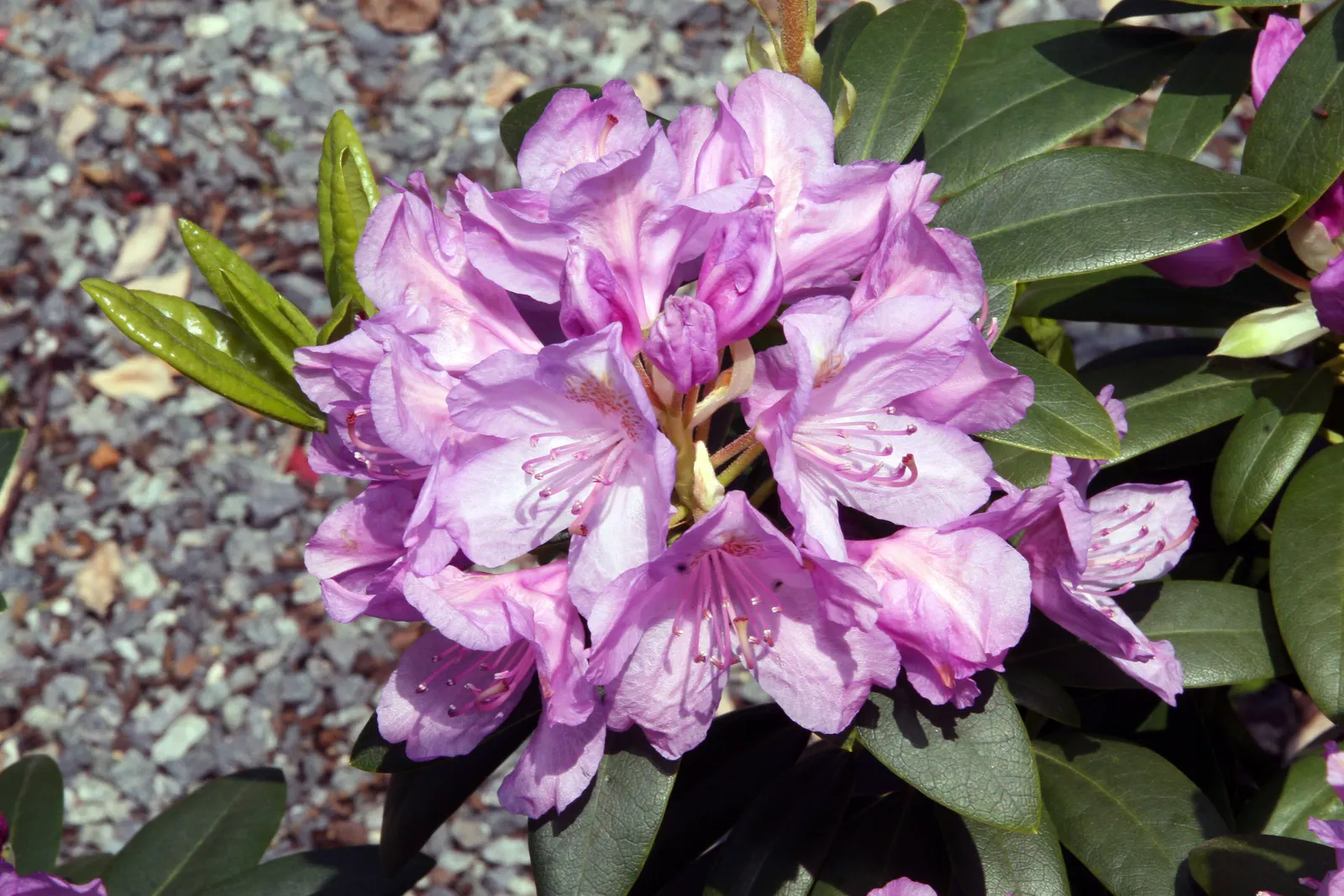 Catawba Rhododendron (Rhododendron Catawbiense) — this species is well-adapted to a variety of conditions; leathery leaves providing year-round interest