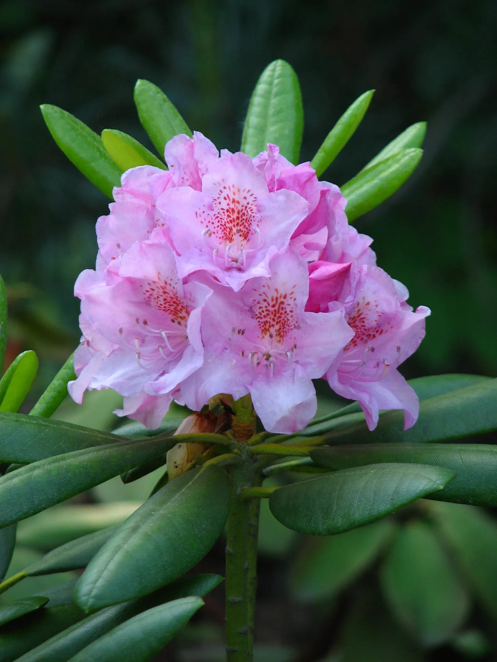 Catawba Rhododendron (Rhododendron Catawbiense) — It's excellent for mass planting and woodland gardens