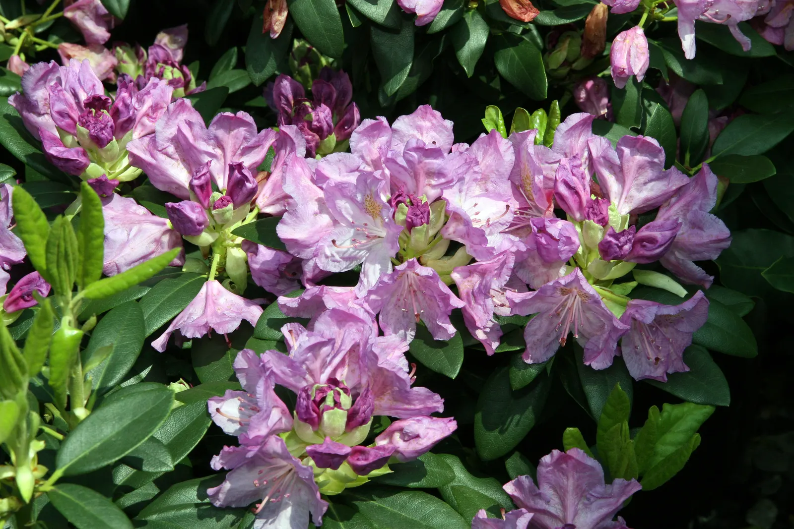 Catawba Rhododendron (Rhododendron Catawbiense) — the Catawba Rhododendron presents a commanding presence; clustering in globular trusses of 15 to, image 64