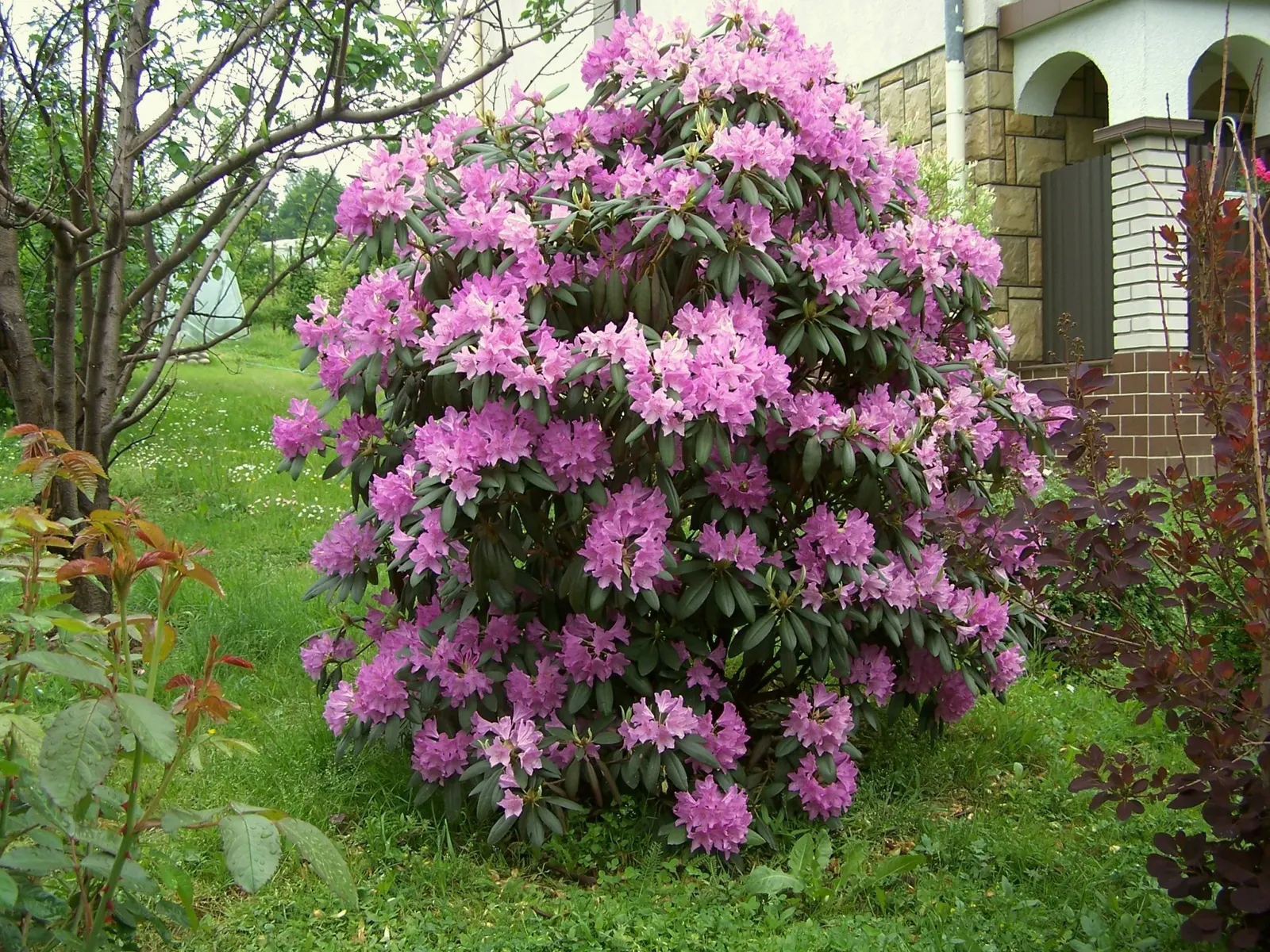 Catawba Rhododendron (Rhododendron Catawbiense) — is an evergreen shrub reaching 6-10 feet in height with a similar spread; its sturdy nature is, image 56