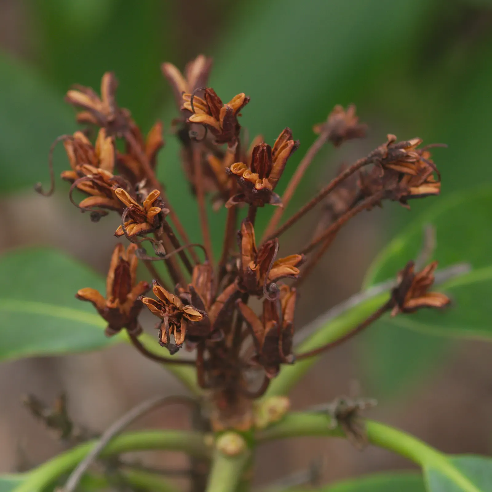 Catawba Rhododendron (Rhododendron Catawbiense) — Space 4-6 feet apart for landscape design