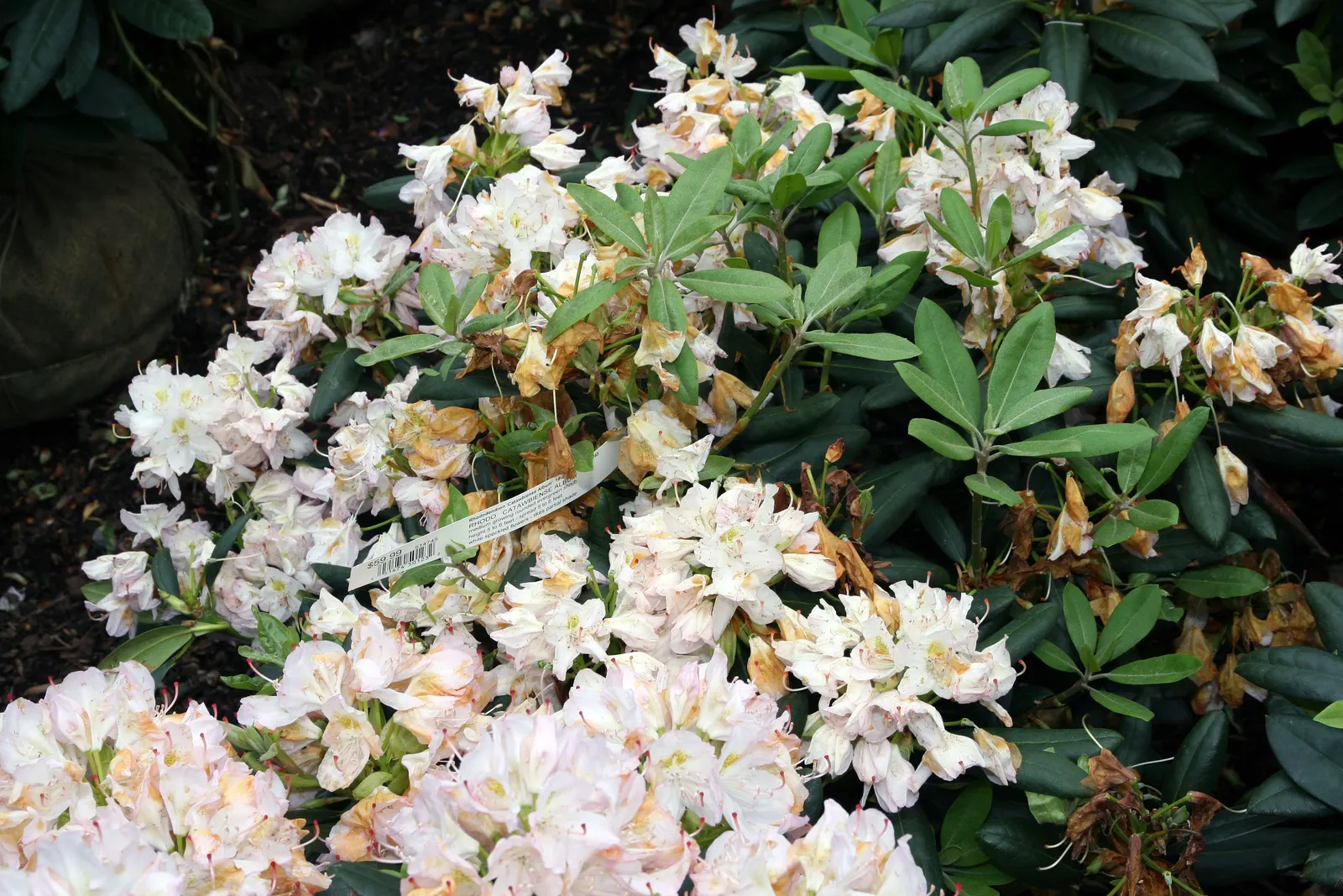 Catawba Rhododendron (Rhododendron Catawbiense) — Preferring well-drained, acidic soil, it requires partial shade